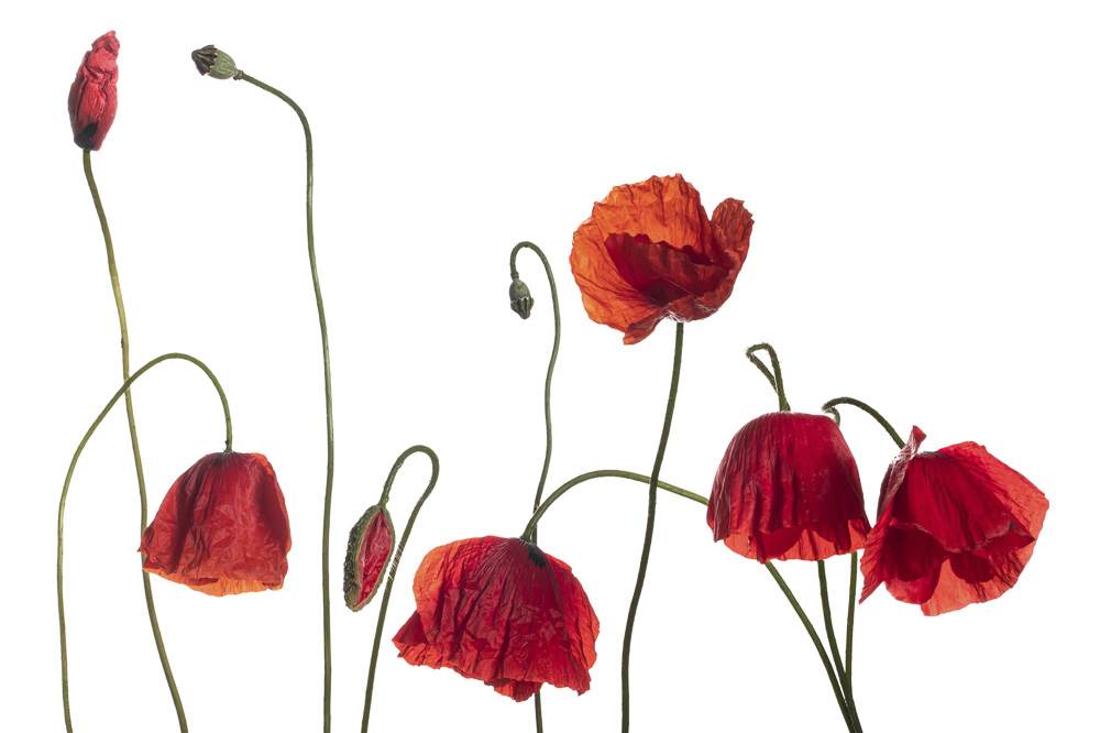 Platz 8 Daniela Korn